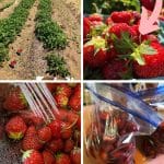 Strawberries And The Dirty Dozen – #1 Reason To Grow Your Own! pinterest image.