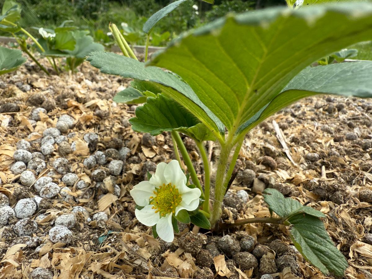 Bud on a small strawberry plant