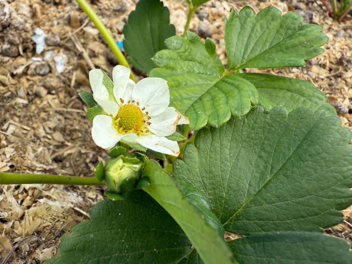 Flower buds on a new strawberry plant