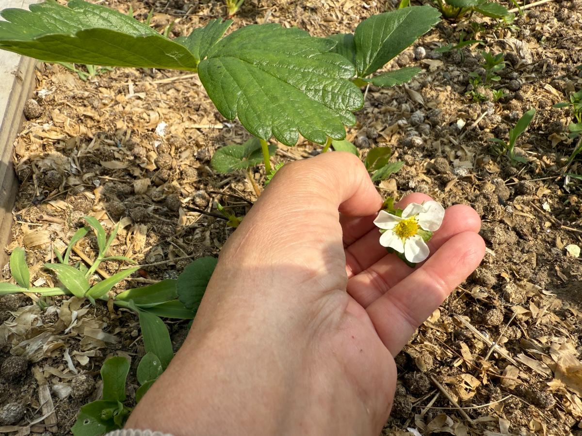 A blossom on a first year strawberry plant