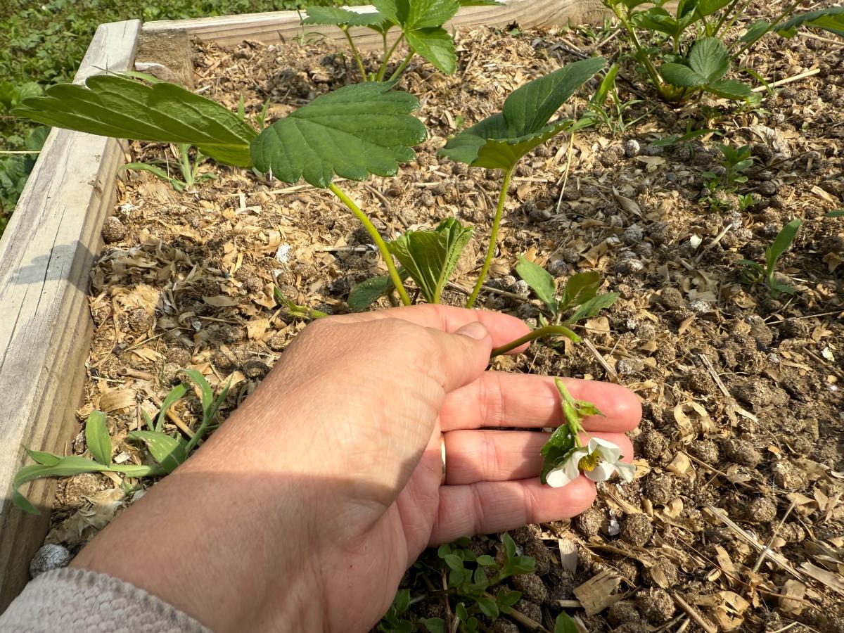 Pinching blossoms on young everbearing strawberry plants