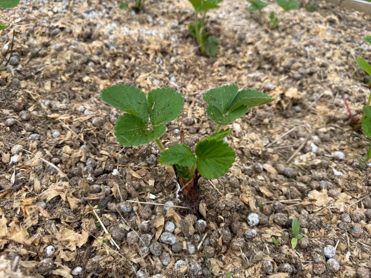 New young day neautral strawberry plant