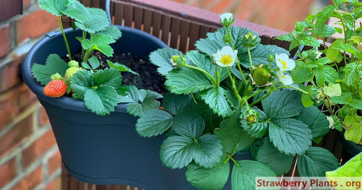 Strawberries growing on balcony fence