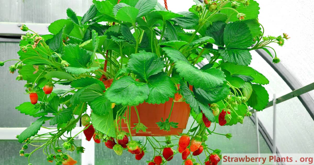 Strawberries growing in hanging basket