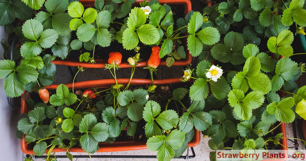 Strawberries growing in pots in shade