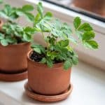 Strawberry plant in a pot on a windowsill.