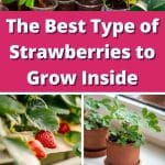 The Best Type of Strawberries to Grow Inside pinterest image