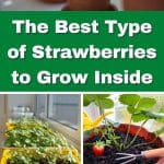 The Best Type of Strawberries to Grow Inside pinterest image