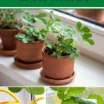 The Best Type of Strawberries to Grow Inside pinterest image