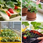 The Best Type of Strawberries to Grow Inside pinterest image