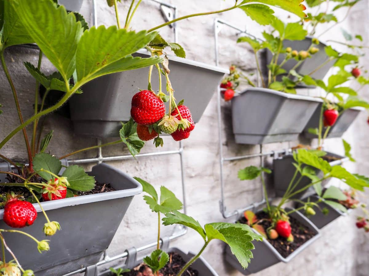 Strawberries grow in wall hanging box units