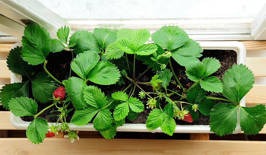 Window sill growing strawberries