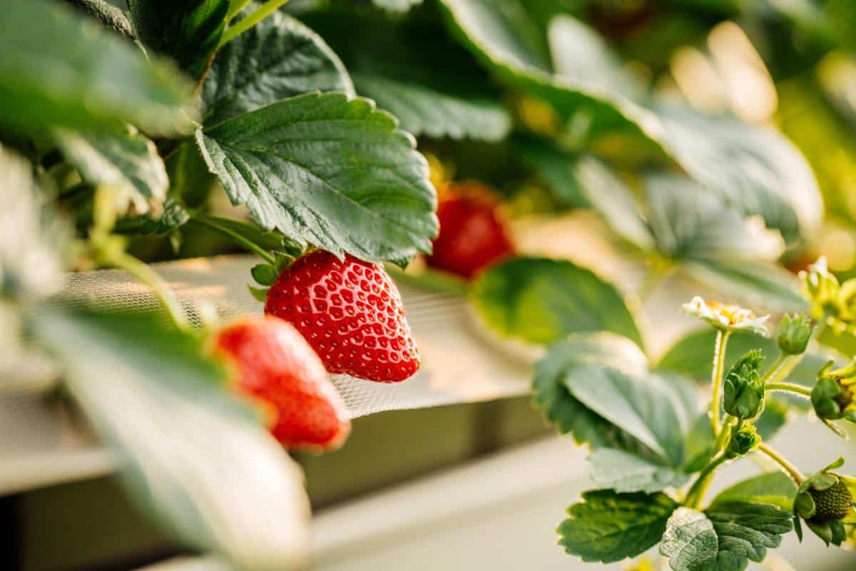 Fresh strawberries on a strawberry plant