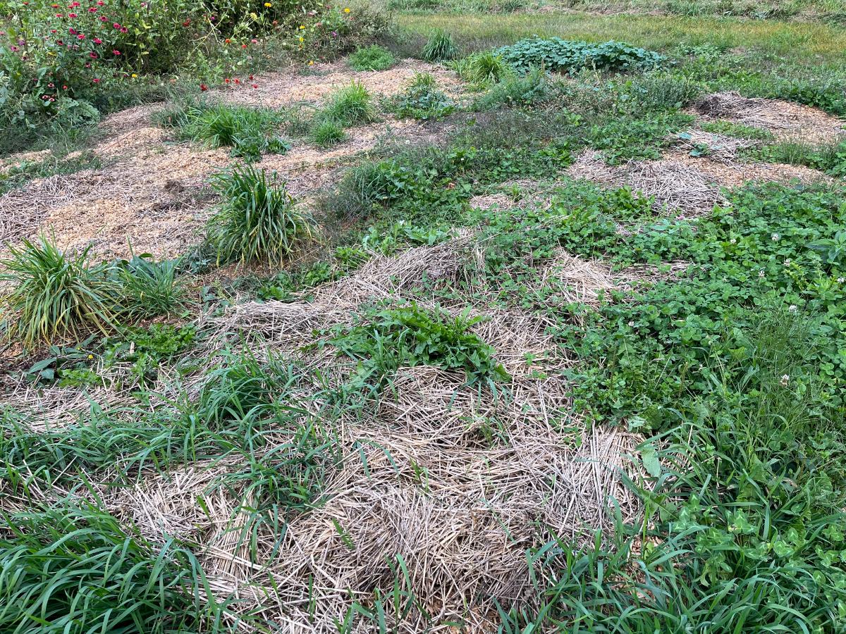 A strawberry patch that is dying out