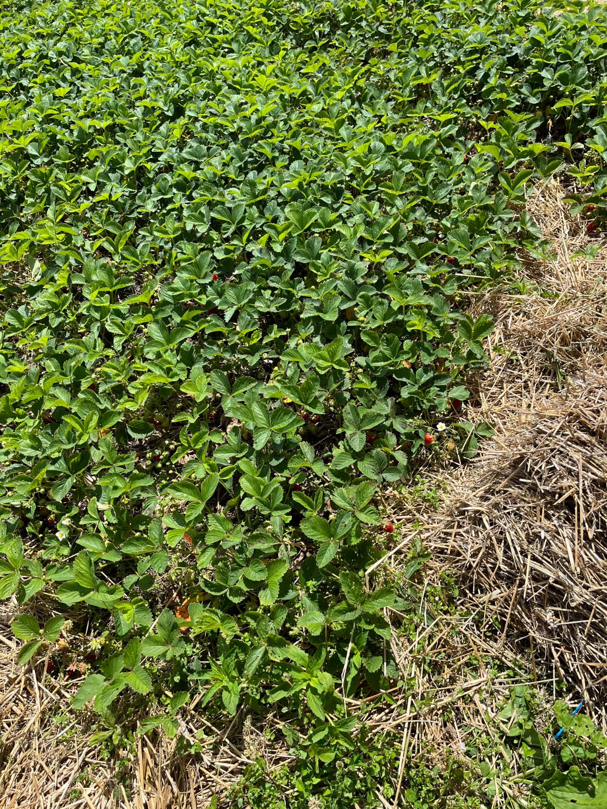 An older established strawberry patch