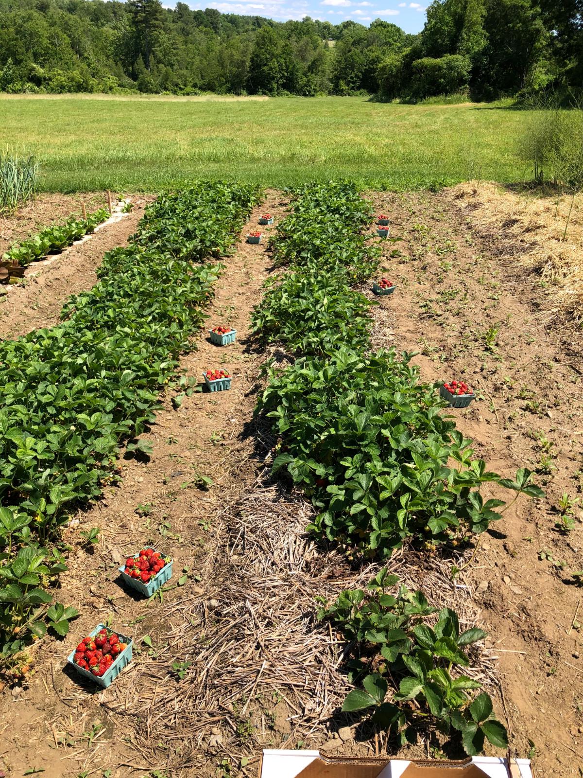 A thriving strawberry patch