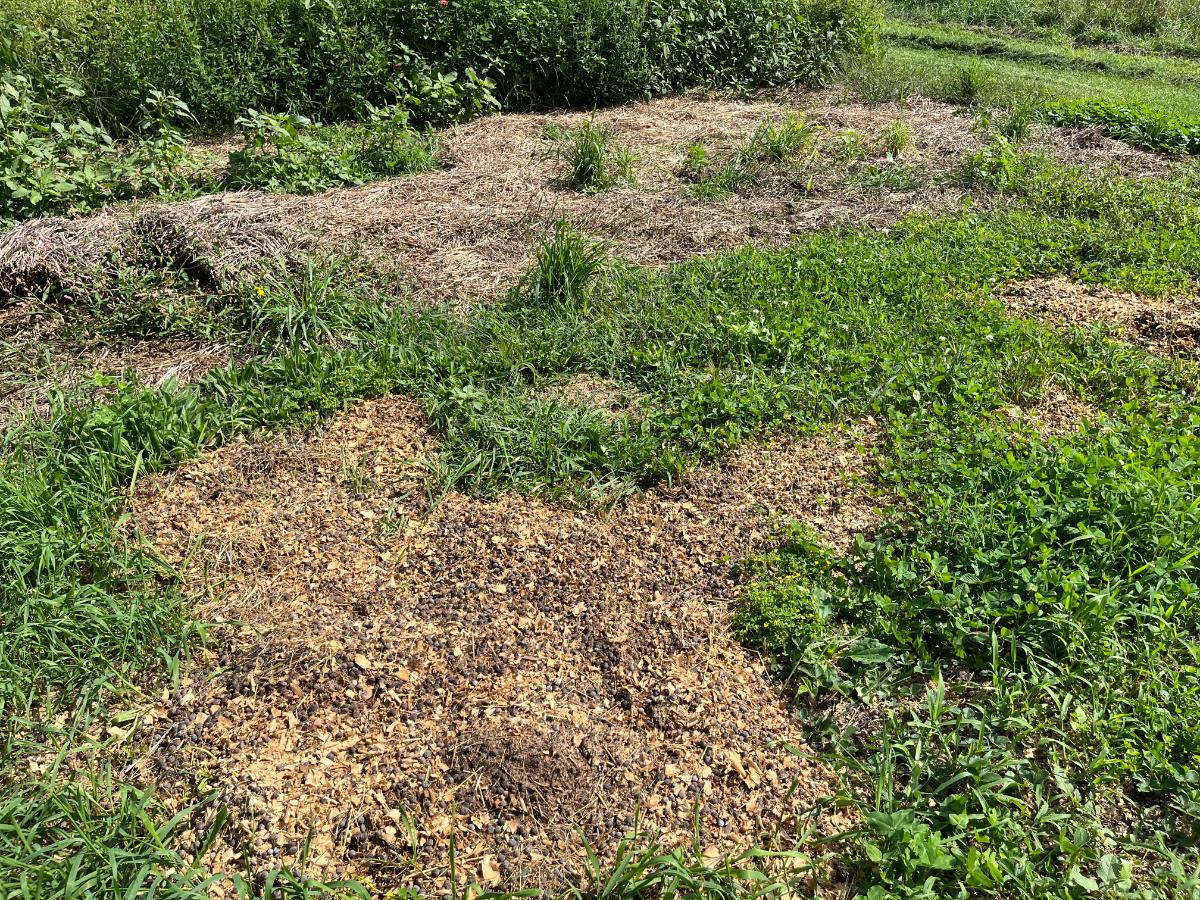 Amending a strawberry bed for its retirement.