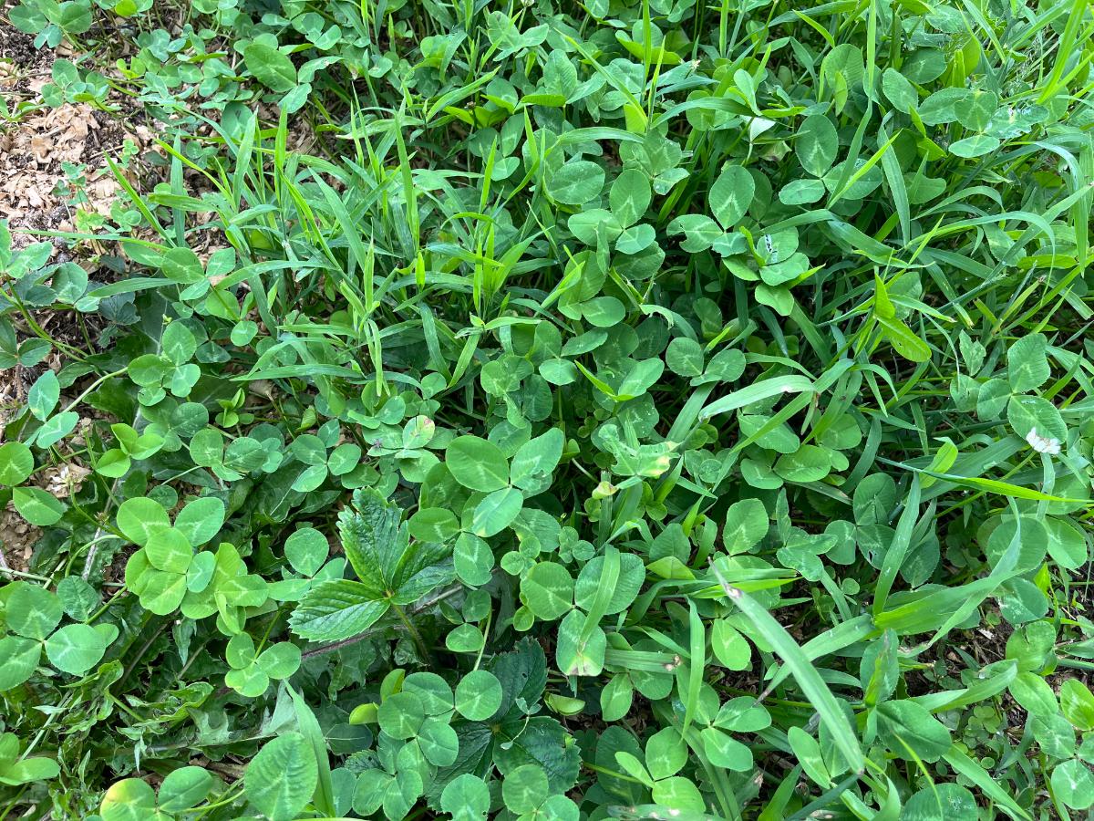 Clover in a strawberry patch