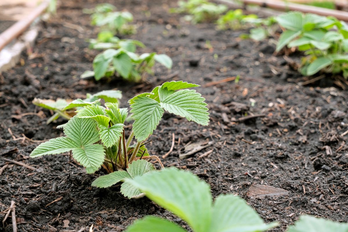 Strawberry plants planted for make a matted row