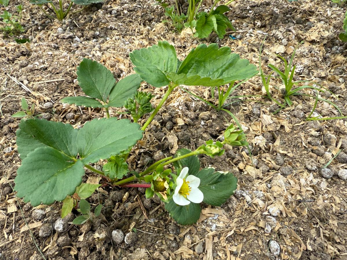 Flower blossom on a strawberry plant