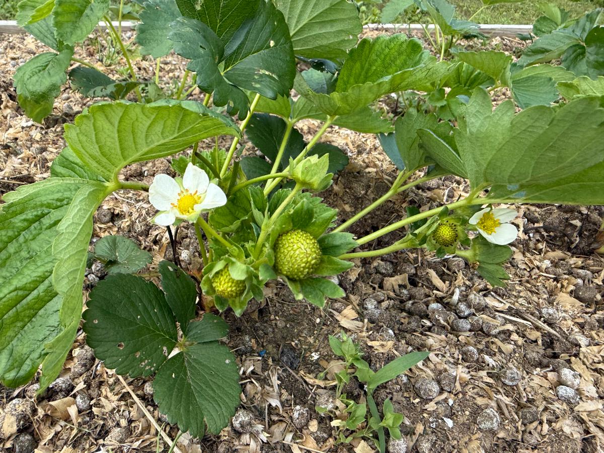 Blossoms and berries on a new everbearing Strawberry plant