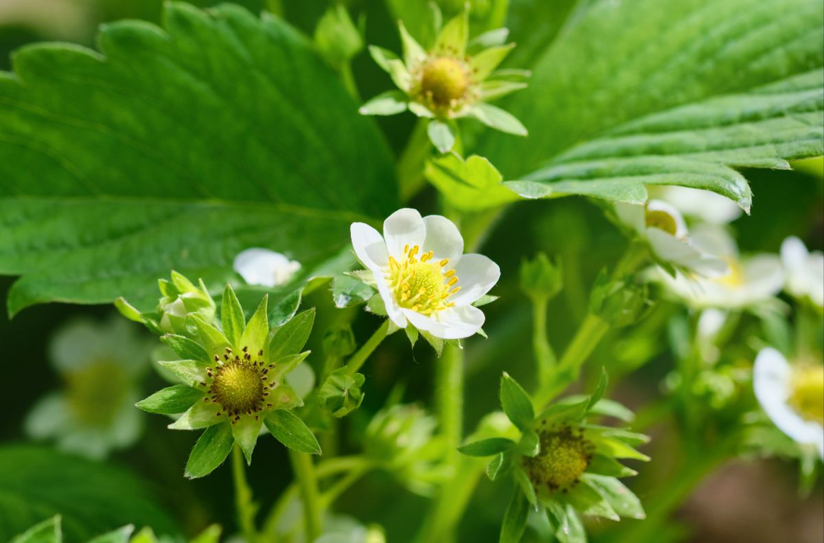 Blossoms and young berries forming on strawberry plants