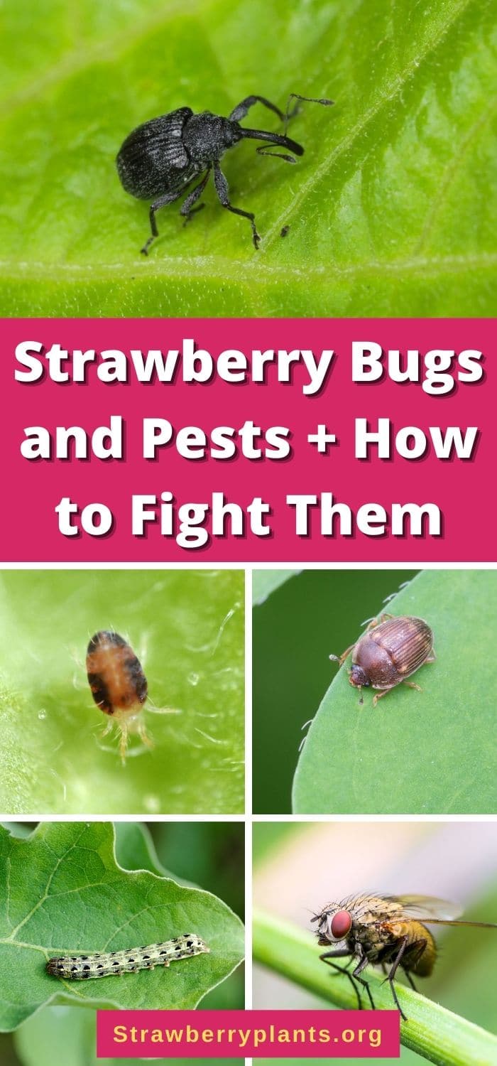 Strawberry Bugs and Pests + How to Fight Them Strawberry Plants