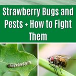 Strawberry Bugs and Pests + How to Fight Them pin poster.