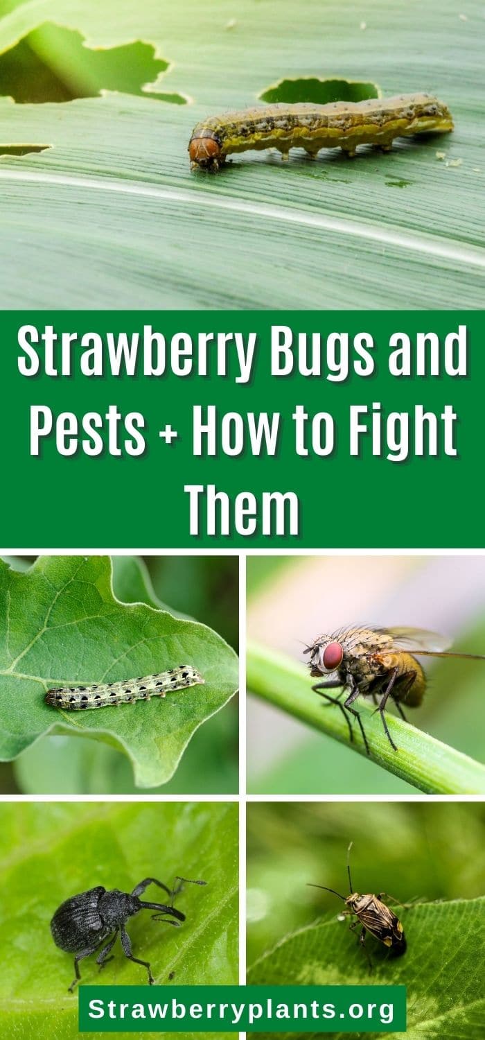 Strawberry Bugs and Pests + How to Fight Them Strawberry Plants