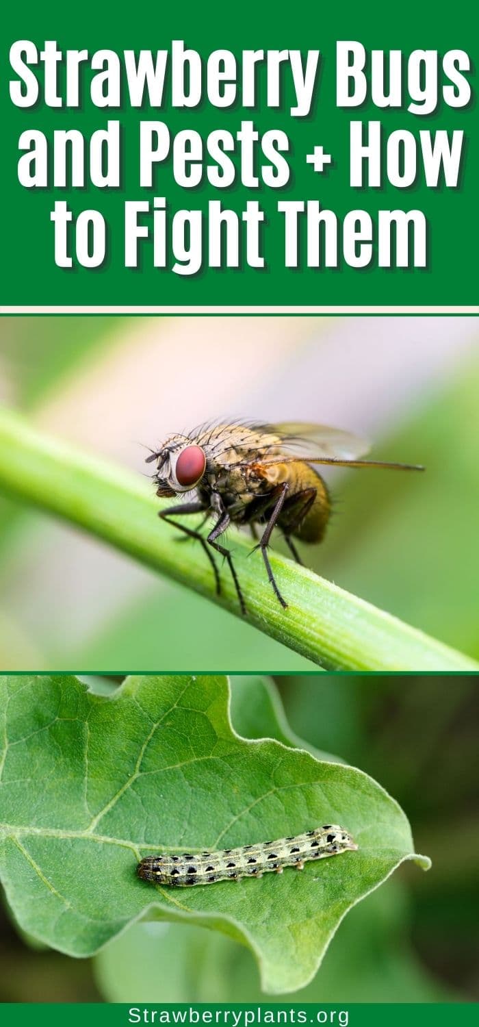 Strawberry Bugs and Pests + How to Fight Them Strawberry Plants