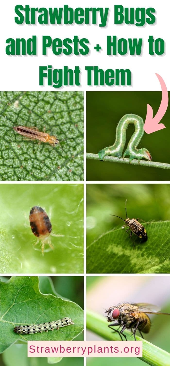 Strawberry Bugs and Pests + How to Fight Them Strawberry Plants