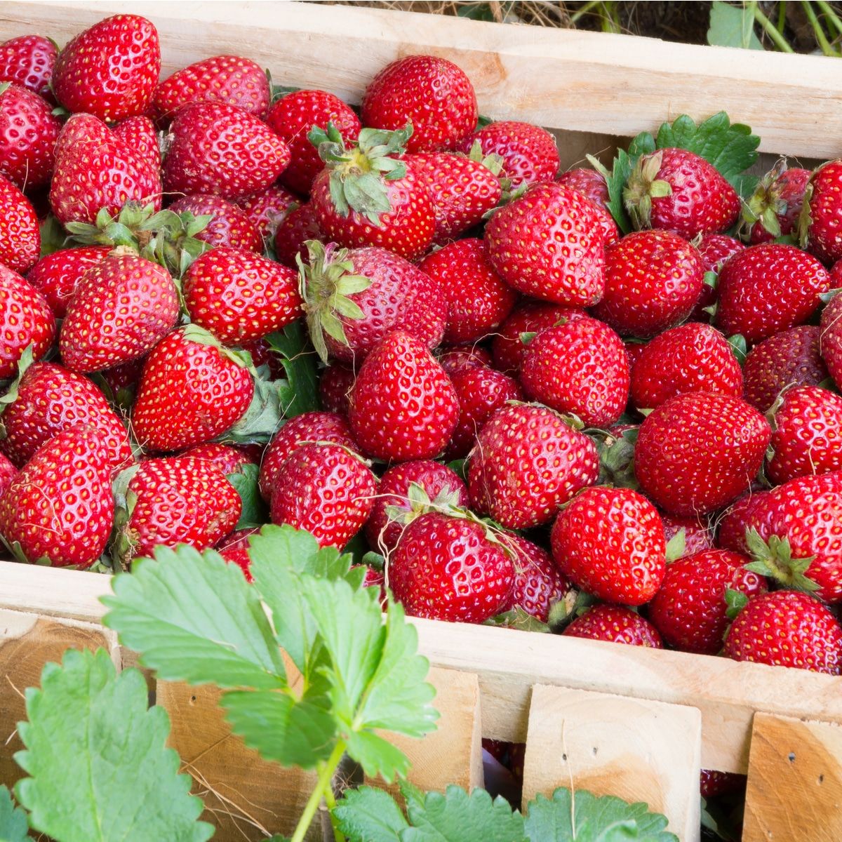Ripe fresh strawberries in wooden crate
