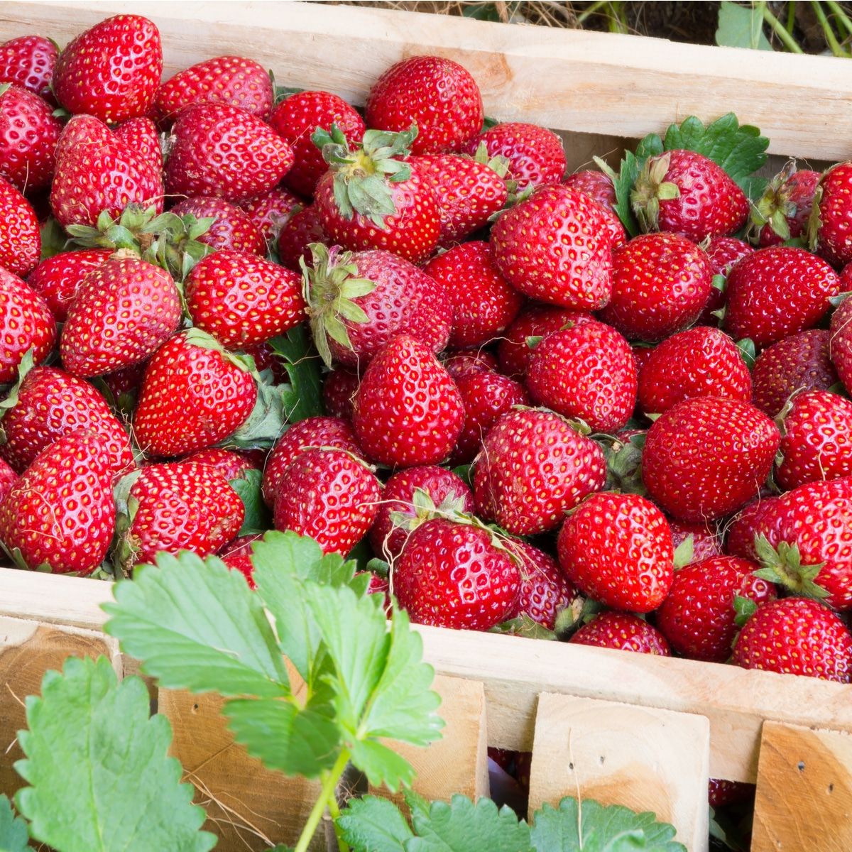 How to Buy, Store, and Cook Fresh Strawberries