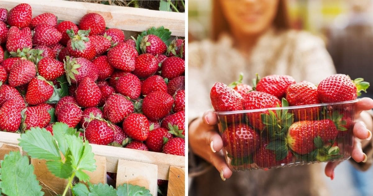 Strawberry Buying Guide Strawberry Plants