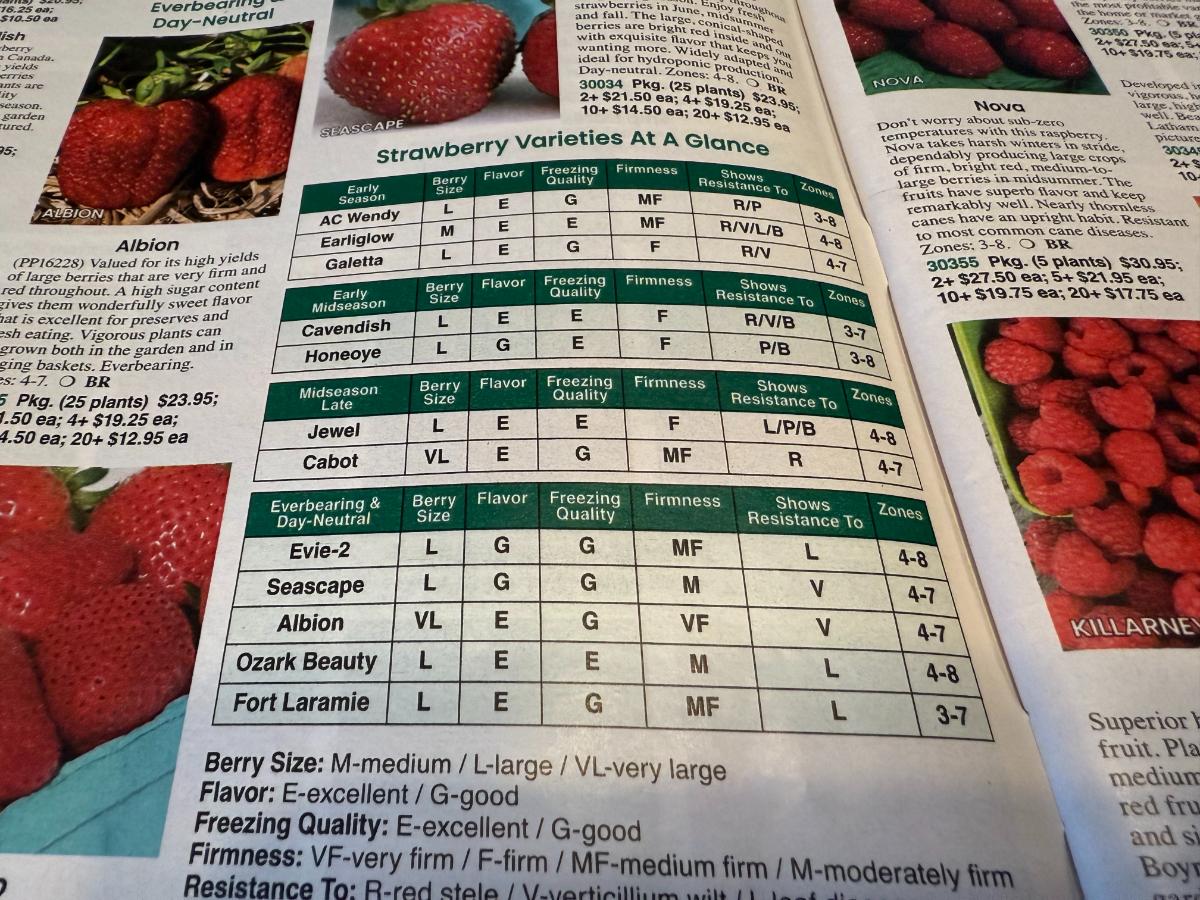 Listing for strawberries in a seed catalog