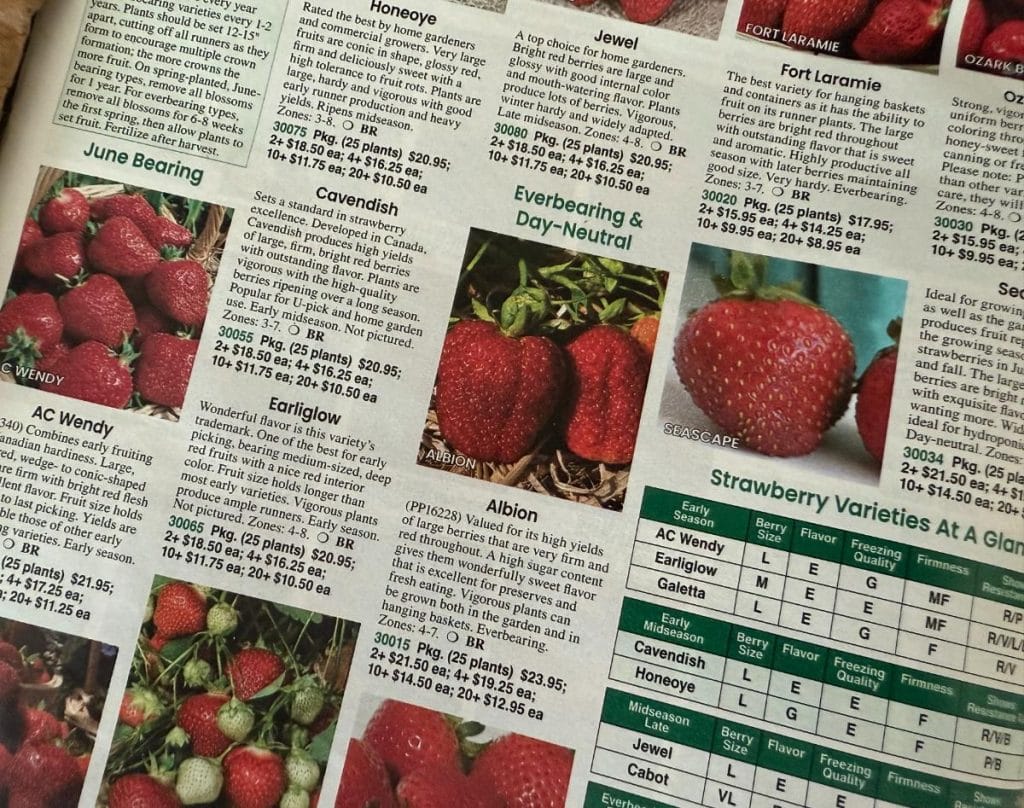 The Best Way to Buy Strawberry Plants for New Beds or Patches ...