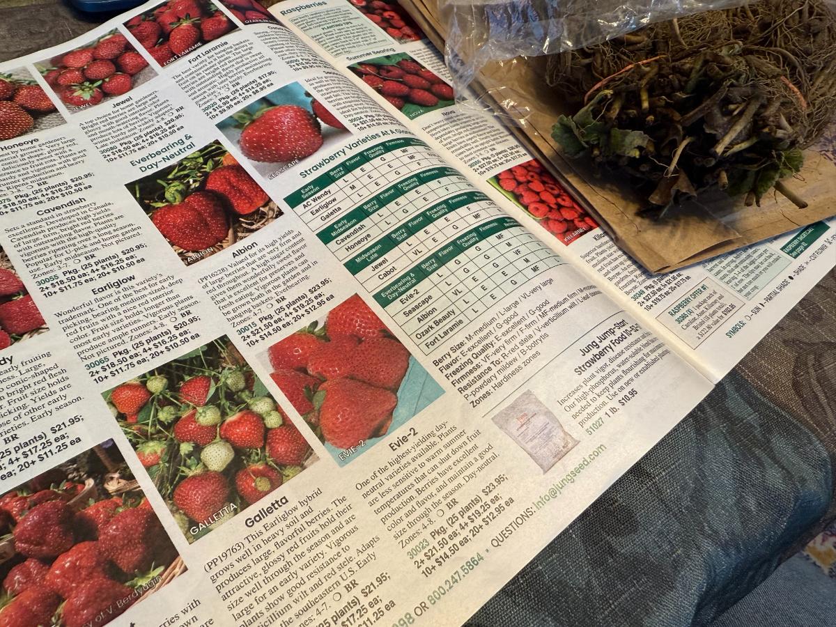 Strawberry catalog and bare root plants bought in off-season