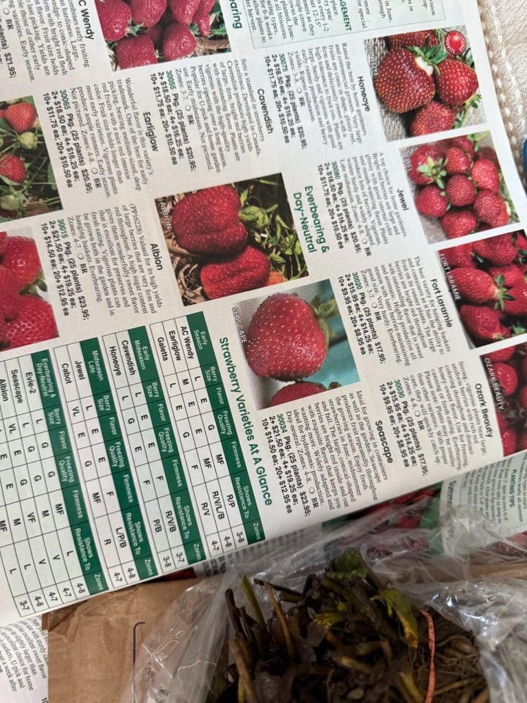 Planning Your Strawberry Bed Calculating The Number of Plants You Need