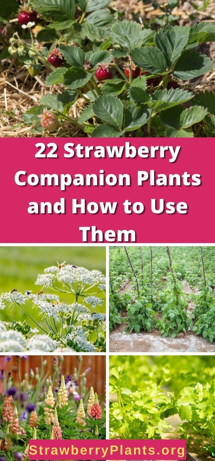 22 Strawberry Companion Plants and How to Use Them Strawberry Plants