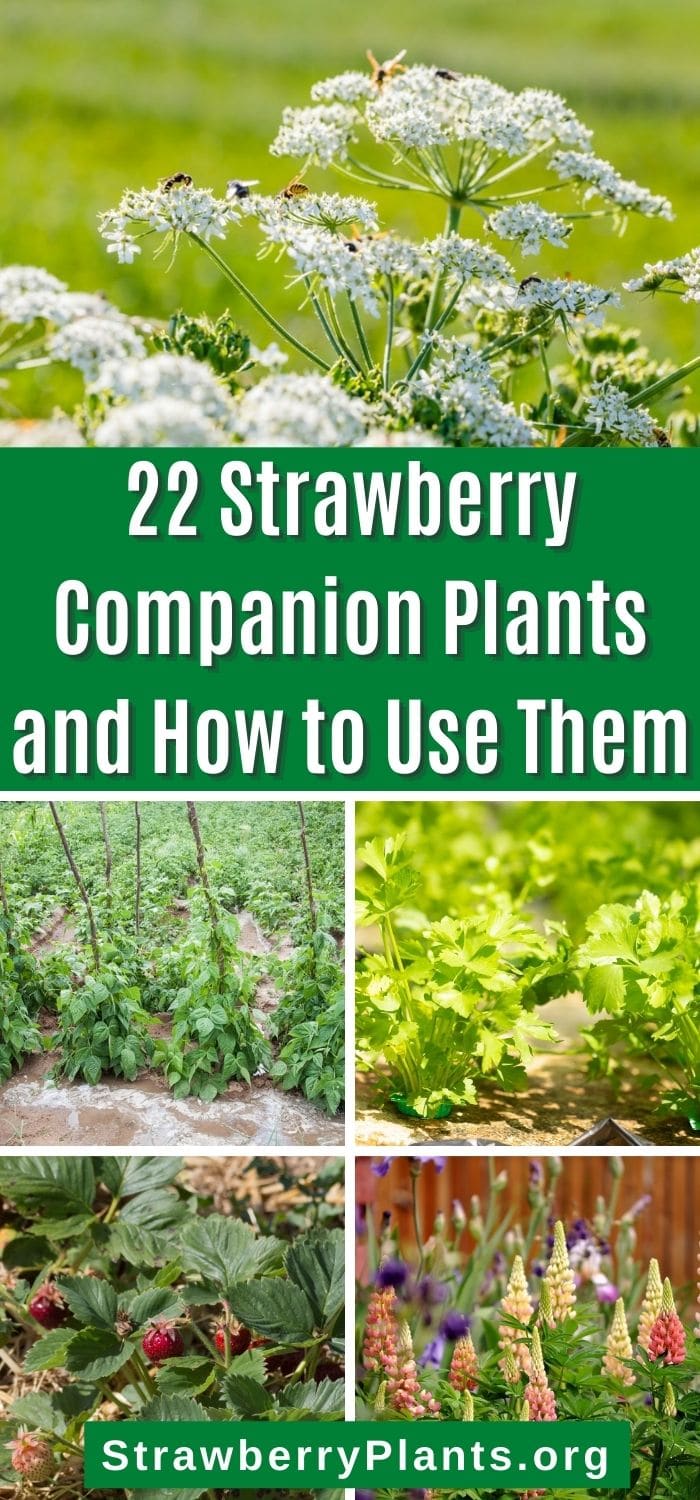 22 Strawberry Companion Plants and How to Use Them – Strawberry Plants