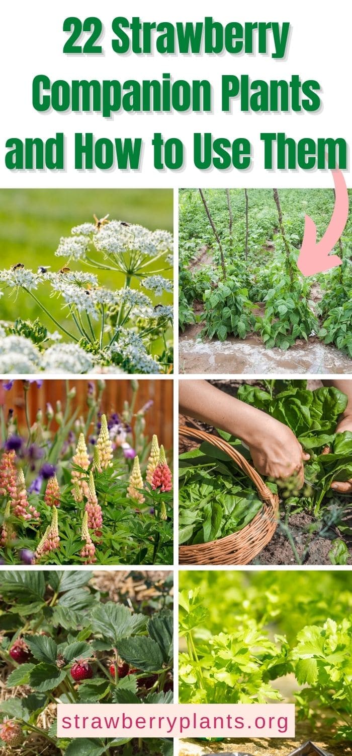 22 Strawberry Companion Plants and How to Use Them Strawberry Plants