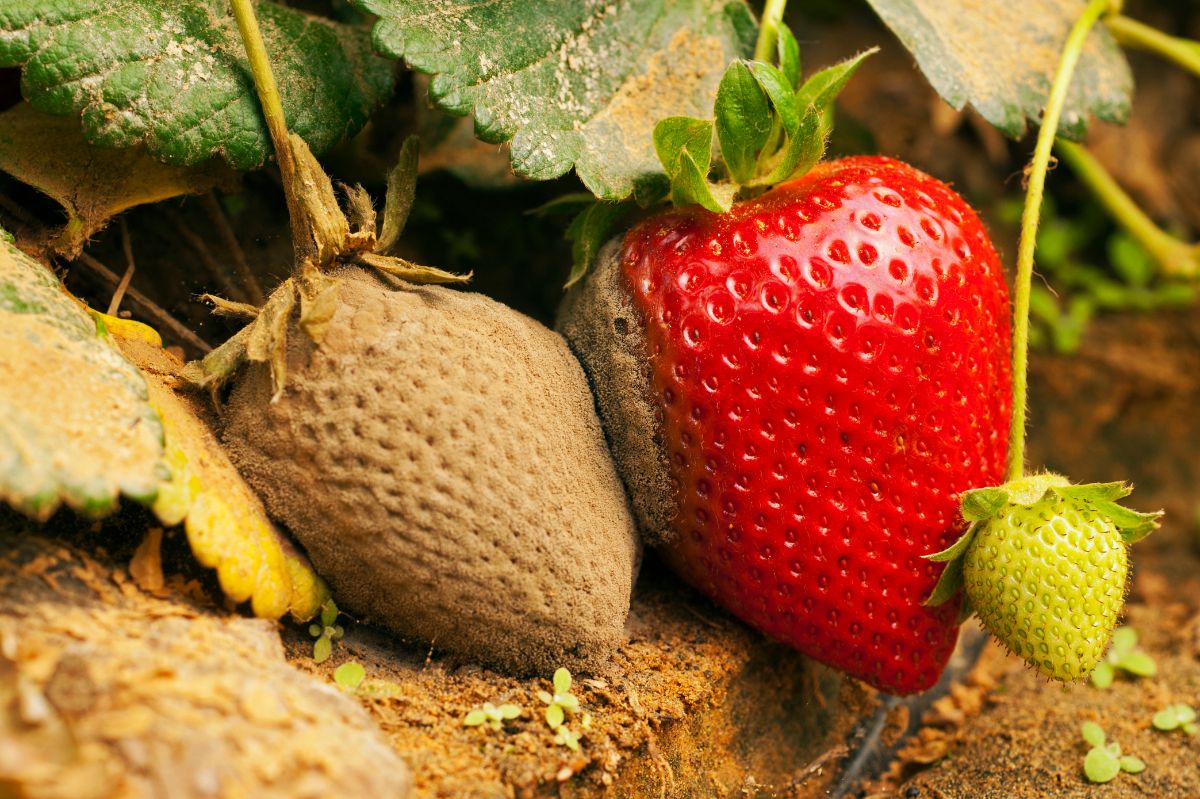 Bortrytis strawberry fruit disease
