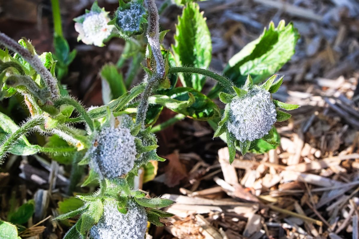 Powedery milder strawberry disease