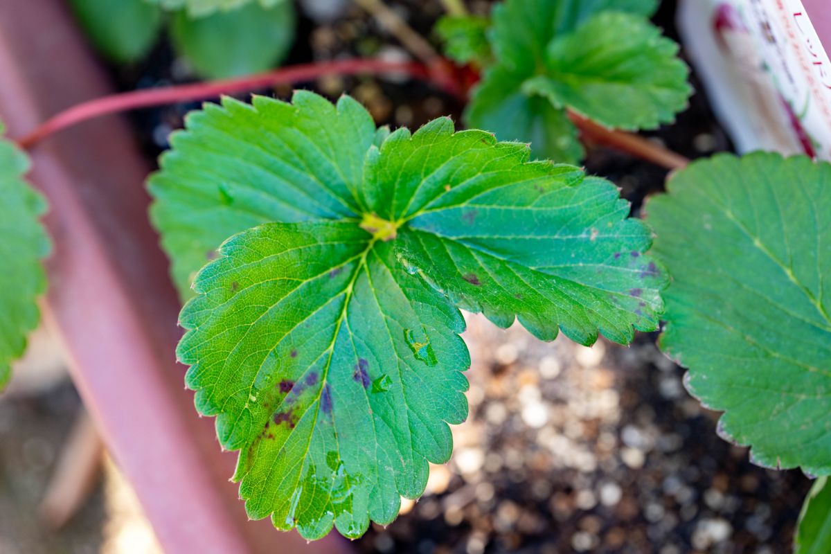 Strawberry leaf with black dots disease