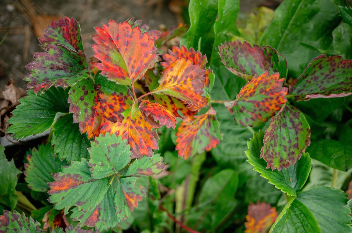 STrawberry leaves with disease