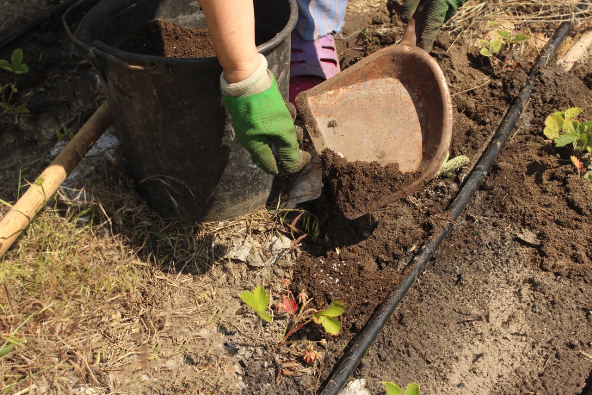 Farmer adding compost to the strawberry soil.