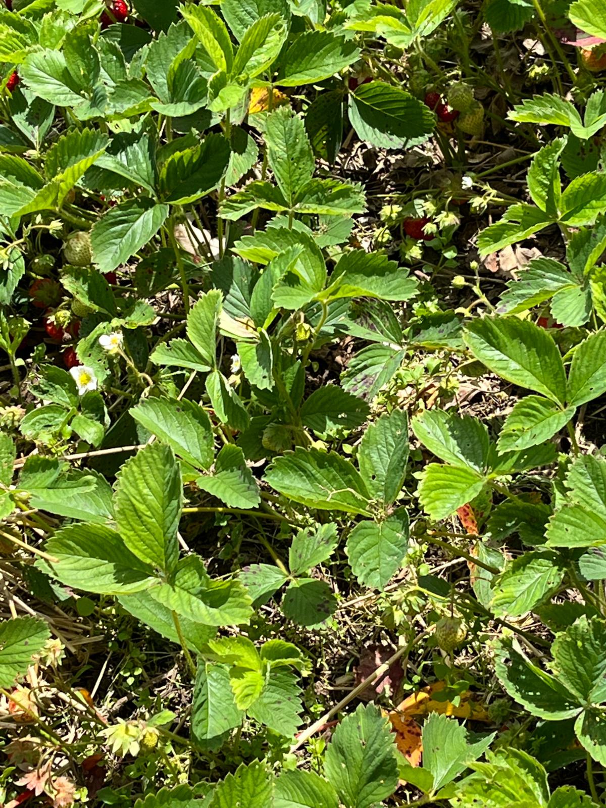 Strawberry patch in early June
