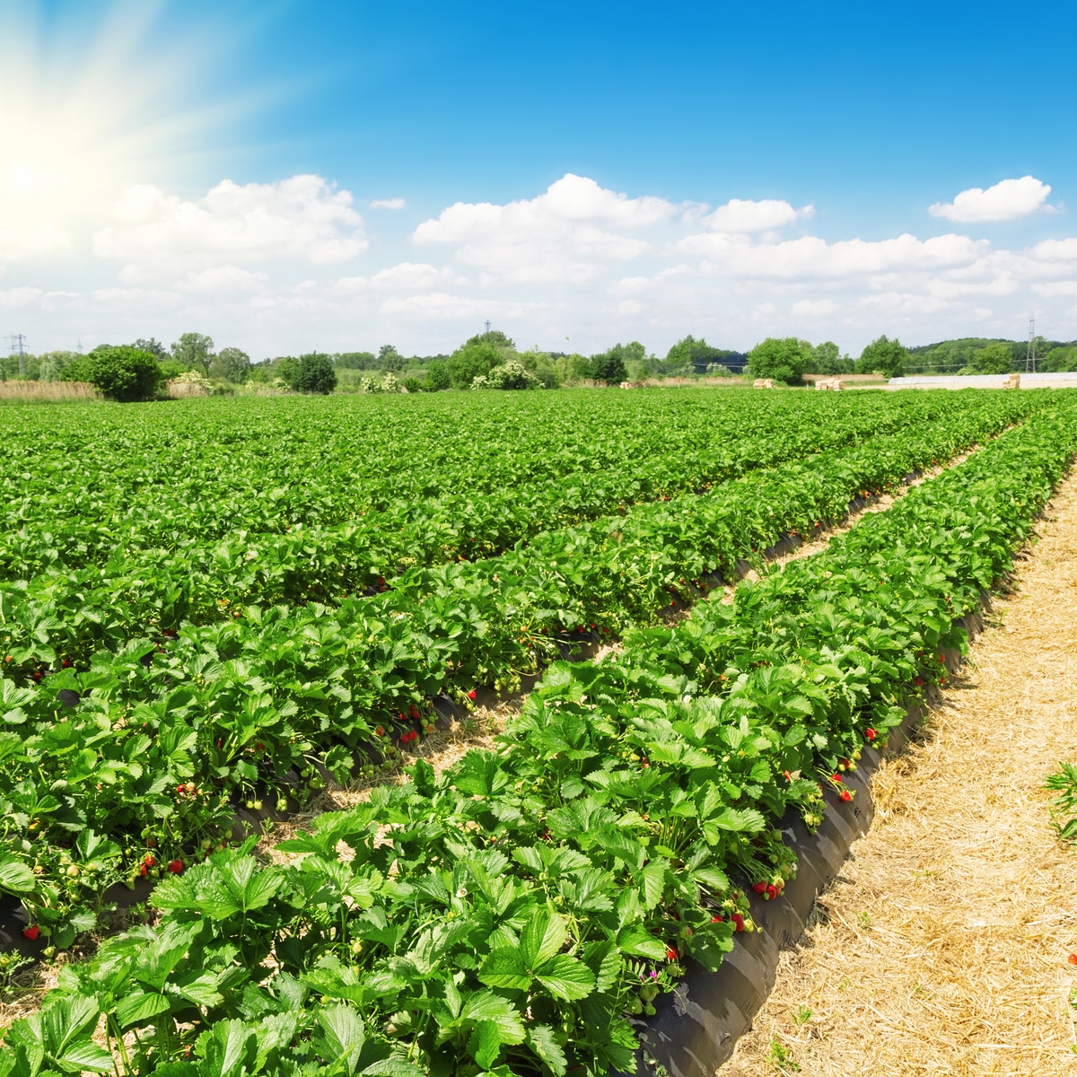 How Many Strawberry Plants Per Acre Helpful Table