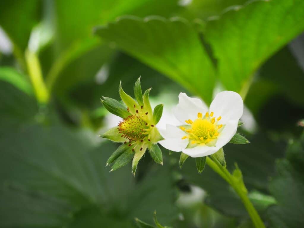 Strawberry Flowers (All You Need to Know)