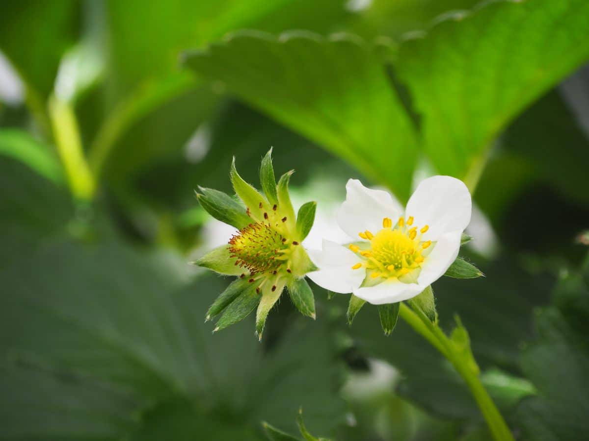 Close shot of strawberry flowers